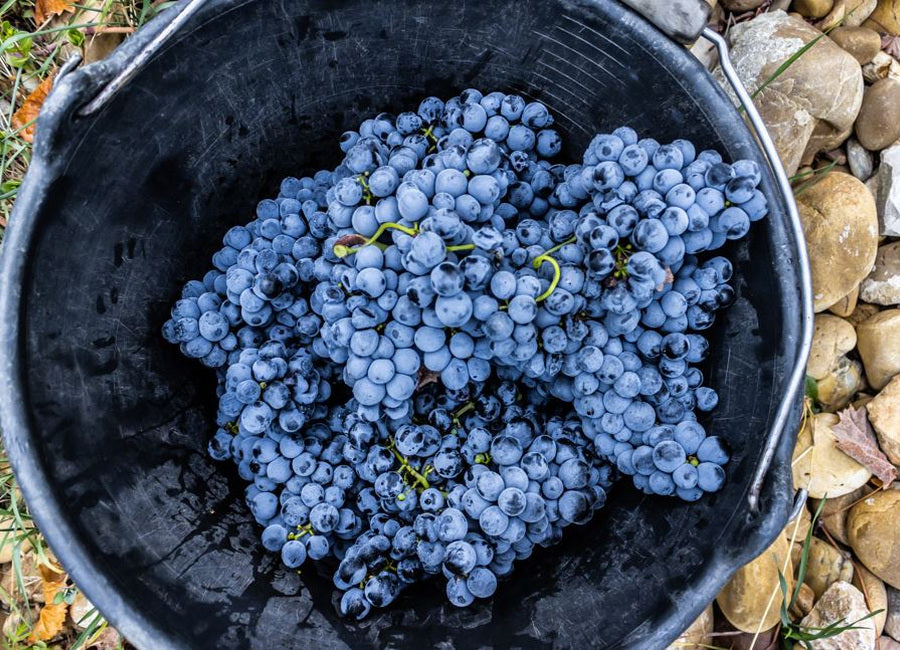 Sklizeň modrých hroznů připomínající vinařskou tradici Provence